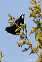 Corbeau 2996
